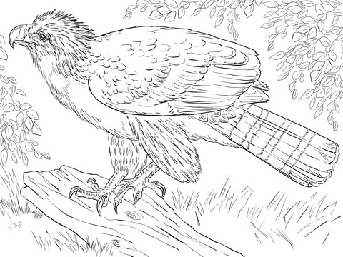 Philippine Eagle Perched On A Branch Coloring Page